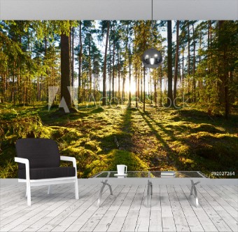 Picture of Sunrise in pine forest